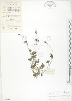 蛇莓、地莓、龍吐珠藏品圖，第1張