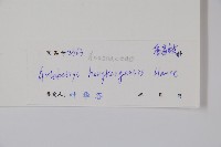 鷹爪花藏品圖，第2張