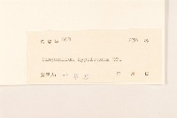 秋鼠麴草藏品圖，第3張