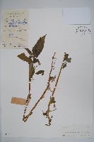 綠萼鳳仙花藏品圖，第1張