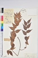 白果白珠藏品圖，第1張