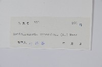 爵床、六角英藏品圖，第2張