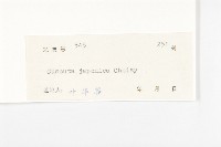 日本菟絲子藏品圖，第3張