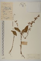 鐵燈兔兒風藏品圖，第1張