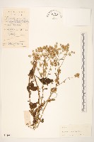 一枝香藏品圖，第1張