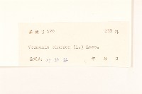 一枝香藏品圖，第3張