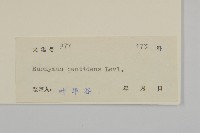 百齒衛矛藏品圖，第3張