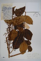 鵲不踏藏品圖，第1張