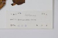 鵲不踏藏品圖，第2張