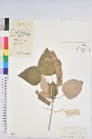 白背葉藏品圖，第1張