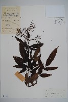 冇骨消藏品圖，第1張