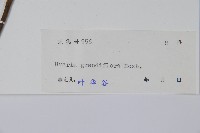 山椒子藏品圖，第2張