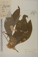 薄葉艾納香藏品圖，第1張