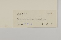 薄葉艾納香藏品圖，第3張