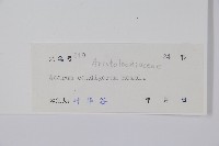 薄葉細辛、尾花細辛藏品圖，第2張