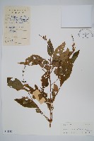 白接骨藏品圖，第1張