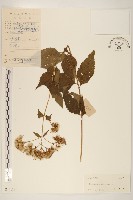 華澤蘭藏品圖，第1張