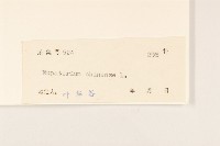 華澤蘭藏品圖，第3張