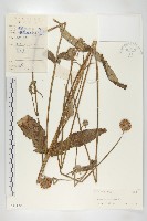 續斷藏品圖，第1張