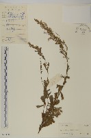 牡蒿藏品圖，第1張