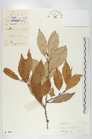 宜昌胡頹子藏品圖，第1張