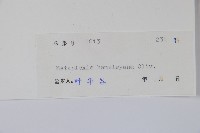 華蘿藦、奶漿藤藏品圖，第2張