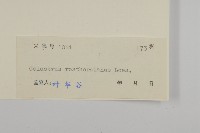 短梗南蛇藤藏品圖，第3張