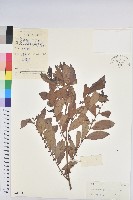 紅毛饅頭果藏品圖，第1張