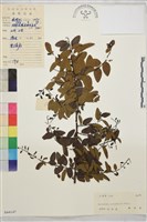 多葉勾兒茶藏品圖，第1張