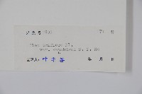 金平氏冬青藏品圖，第2張