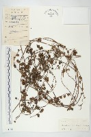 卵葉菜欒藤藏品圖，第1張