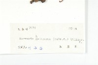 卵葉菜欒藤藏品圖，第3張