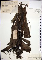 船子草、船仔草藏品圖，第1張