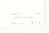 山蟛蜞菊藏品圖，第3張