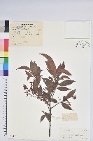 黃背越橘藏品圖，第1張