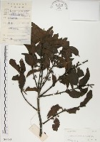 椆樹桑寄生, 大葉榿寄生藏品圖，第1張