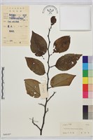 銅錢樹藏品圖，第1張