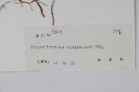 少花馬藍藏品圖，第2張