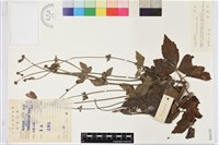 秋牡丹藏品圖，第1張