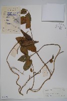 絨毛芙蓉蘭藏品圖，第1張