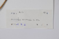 絨毛芙蓉蘭藏品圖，第2張