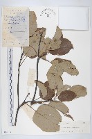 燈臺樹藏品圖，第1張