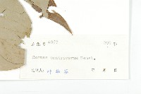 燈臺樹藏品圖，第3張