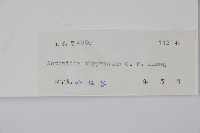 金花獼猴桃藏品圖，第2張