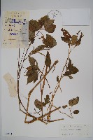 登錄號:S044204藏品圖，第1張