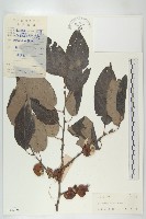 黑棗、君遷子藏品圖，第1張