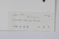 大穗鵝耳櫪藏品圖，第2張