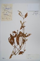 牛膝藏品圖，第1張