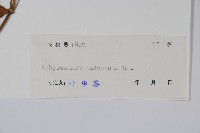 牛膝藏品圖，第2張