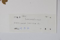 大花金錢豹藏品圖，第2張